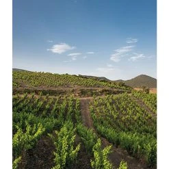 Acheter ⭐ Mas Amiel Carerades, 2012 - Côtes-du-Roussillon-Villages AOP - Rouge - 75 cl 🎉 8 Acheter ⭐ Mas Amiel Carerades, 2012 - Côtes-du-Roussillon-Villages AOP - Rouge - 75 cl 🎉 -VINS ROUGES Boutique 3281540014116 7