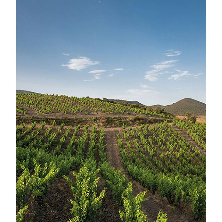 Mas Amiel Carerades, 2012 - Côtes-du-Roussillon-Villages AOP - Rouge - 75 cl Acheter ⭐ Mas Amiel Carerades, 2012 - Côtes-du-Roussillon-Villages AOP - Rouge - 75 cl 🎉 -VINS ROUGES Boutique 3281540014116 7