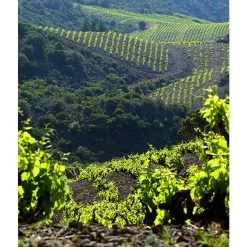 Bon marché 👍 Mouline de Ciffre Altiniac Grande Cuvée, 2018 - Faugères AOP - Rouge - 75 cl 👍 -VINS ROUGES Boutique 3454781519652 7