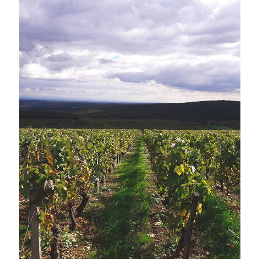 Baronne de Saint-Jean, 2021 - Mâcon-Azé AOP - Rouge - 75 cl De gros 🤩 Baronne de Saint-Jean, 2021 - Mâcon-Azé AOP - Rouge - 75 cl 🤩 -VINS ROUGES Boutique 3700271980199 2